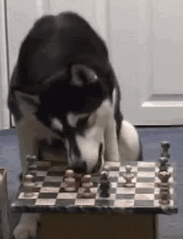 2006-onyx-playing-chess