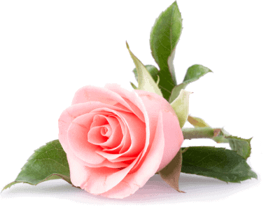 pet-memorial-pink-rose