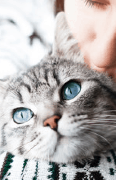 pet-memorials-cat
