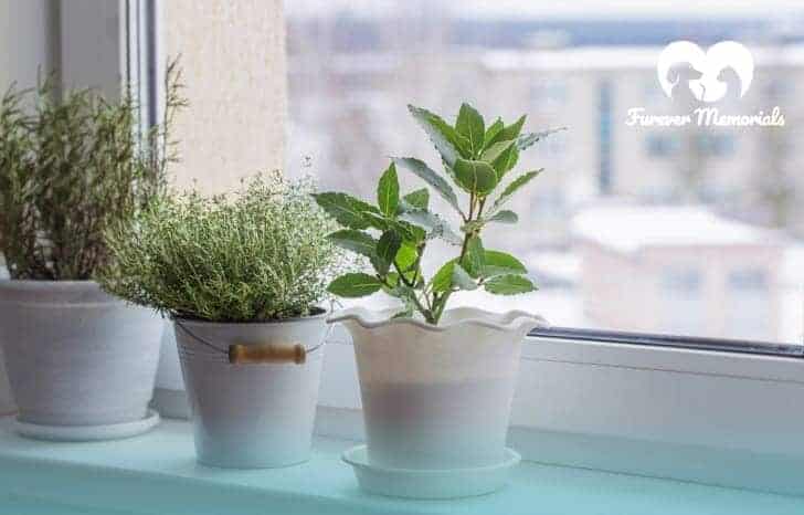 Grow a Houseplant in Your Pet's Ashes