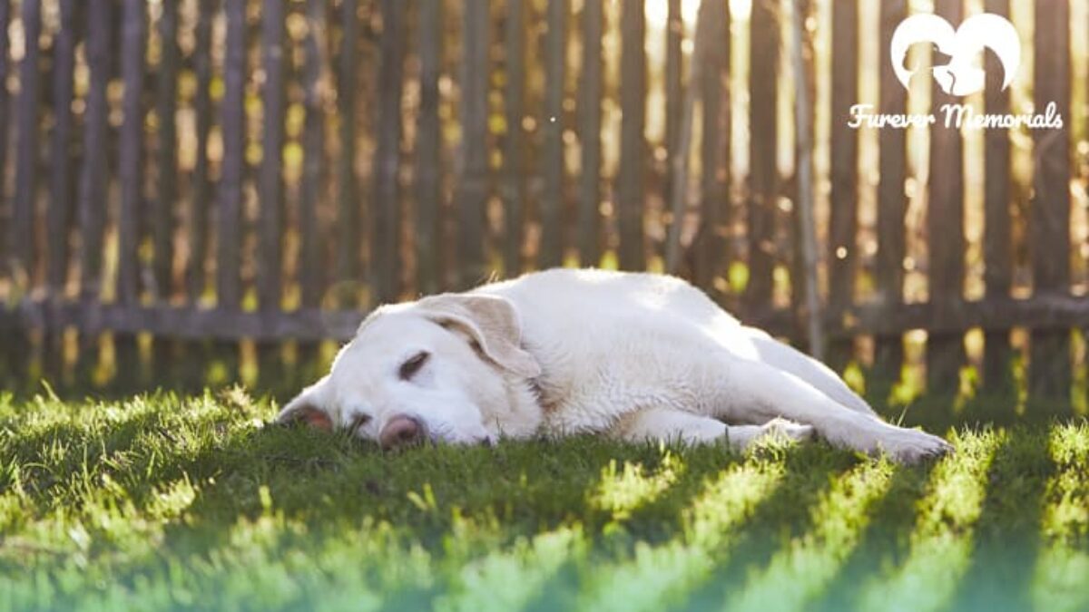 What do dogs do before sales they die