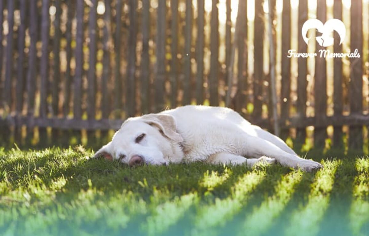What Do You Do When Your Dog Passes Away At Home