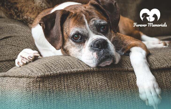 How to Plan a Pet Memorial Service - Furever Memorials