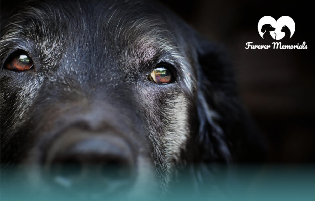 How To Deal With After Putting A Dog Down