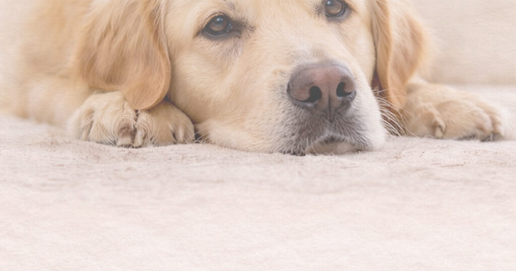 Soft faded image of a dog resting its head, used as background for a pet loss poem