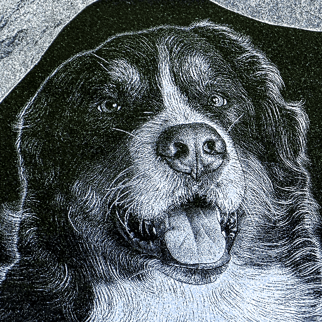 Custom Engraved Bernese Mountain Dog Memorial Granite Headstone Detailed engraving of a Bernese mountain dog on a black granite pet memorial headstone, showing custom photo engraving craftsmanship