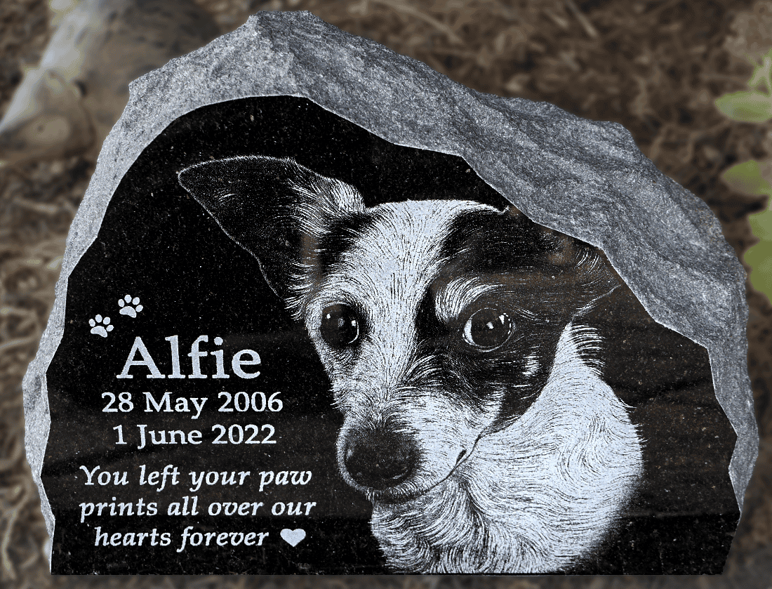 Personalized Pet Memorial Stone – Engraved Granite Dog Memorial Plaqu Personalized granite pet memorial stone engraved with a dog portrait and name Alfie, displayed in a garden setting