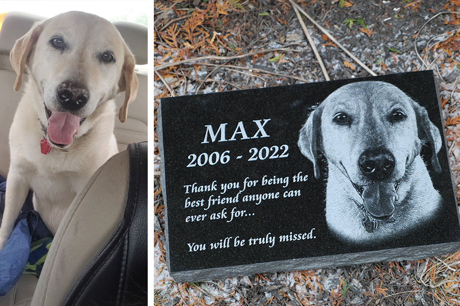 Before and after Labrador Retriever memorial showing original dog photo and engraved granite portrait