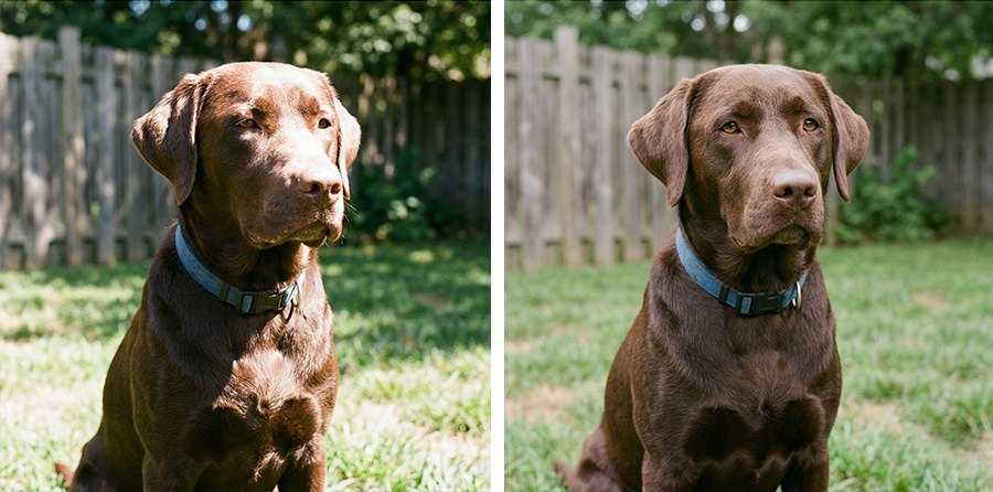 Labrador Retriever photo comparison showing harsh sunlight versus soft even lighting for engraving