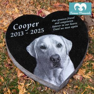 Heart-shaped black granite pet memorial for Cooper (2013–2025) engraved with a detailed portrait of a Labrador retriever, placed naturally in grass and autumn leaves as a garden grave marker.