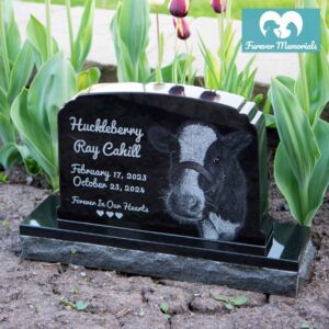 Custom engraved black granite pet memorial for Huckleberry Ray Cahill featuring a detailed cow portrait engraving, polished granite headstone on base displayed in a garden with tulips